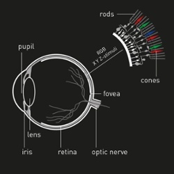 Human eye